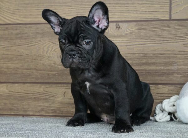 Theodora French Bulldog
