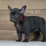 Theodora-female-french-bulldog-puppy-for-sale- (1)