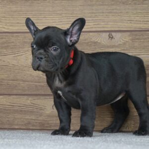 Theodora French Bulldog