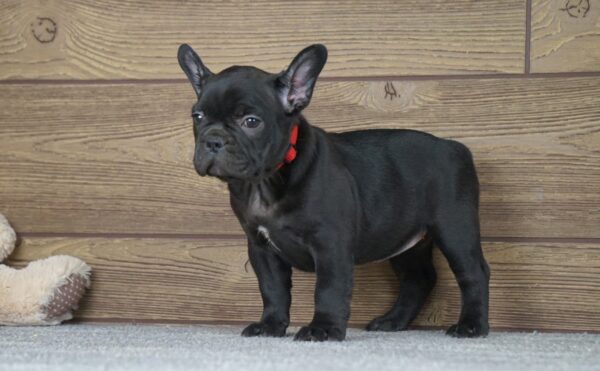 Theodora French Bulldog