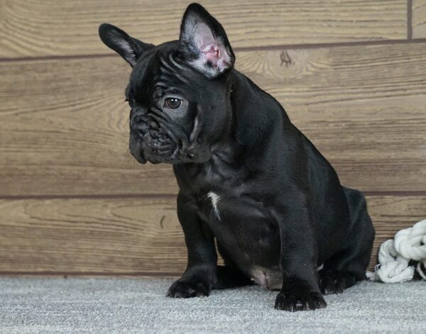 Theodora French Bulldog