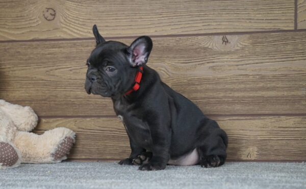 Theodora French Bulldog