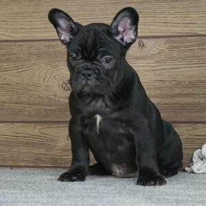 Theodora French Bulldog