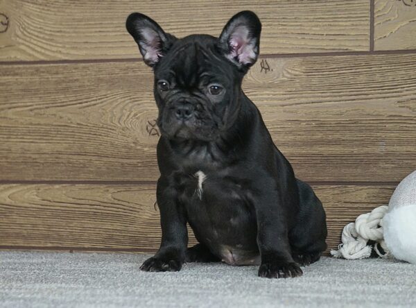 Theodora French Bulldog
