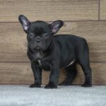 Theodora-female-french-bulldog-puppy-for-sale- (3)