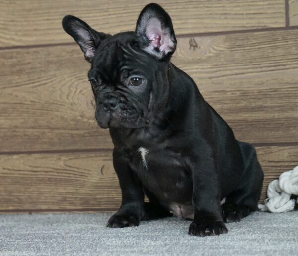 Theodora French Bulldog