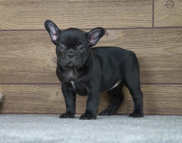 Theodora French Bulldog