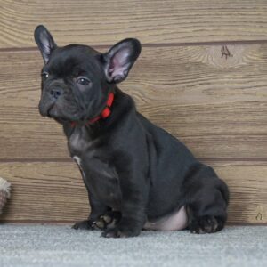 Theodora French Bulldog