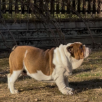 Thor-male-english-bulldog-puppy-for-sale- (1)