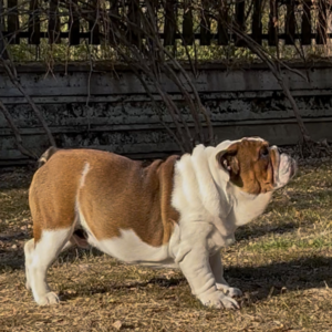 Thor English Bulldog