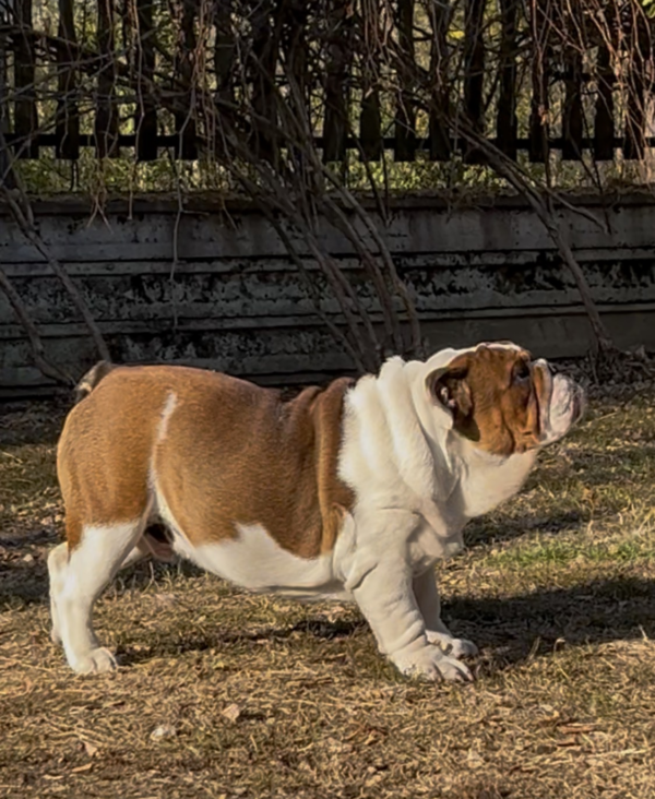 Thor English Bulldog Thor English Bulldog