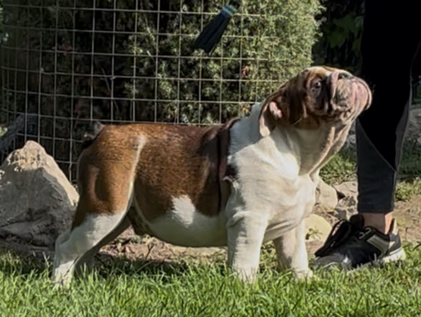 Thor English Bulldog