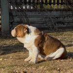 Thor-male-english-bulldog-puppy-for-sale- (2)