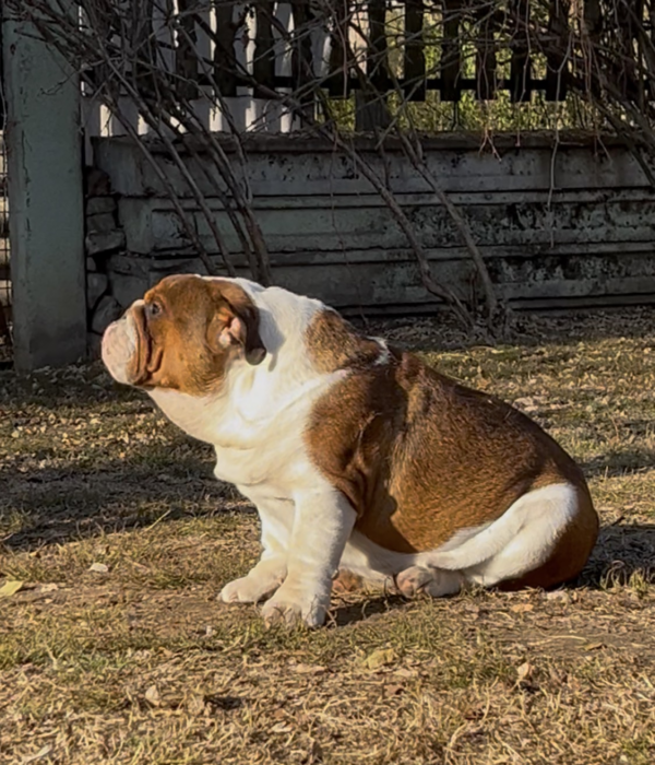 Thor English Bulldog Thor English Bulldog