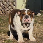 Dean English Bulldog