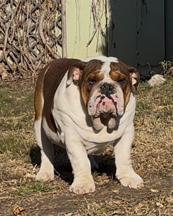 Thor English Bulldog Thor English Bulldog