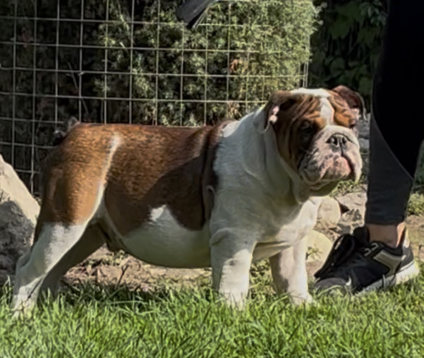 Thor English Bulldog