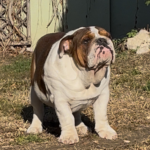 Thor-male-english-bulldog-puppy-for-sale- (4)