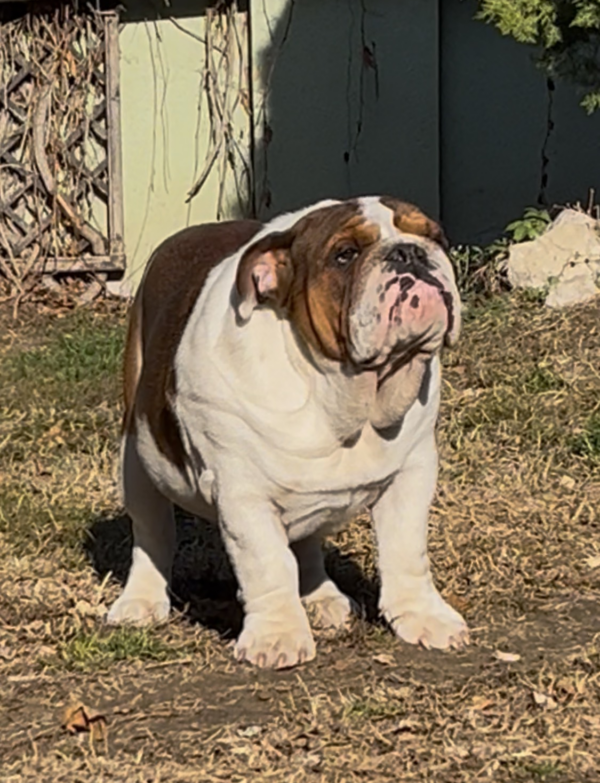 Thor English Bulldog Thor English Bulldog