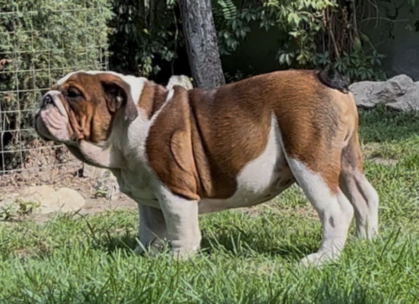 Thor English Bulldog