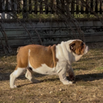 Thor-male-english-bulldog-puppy-for-sale- (5)