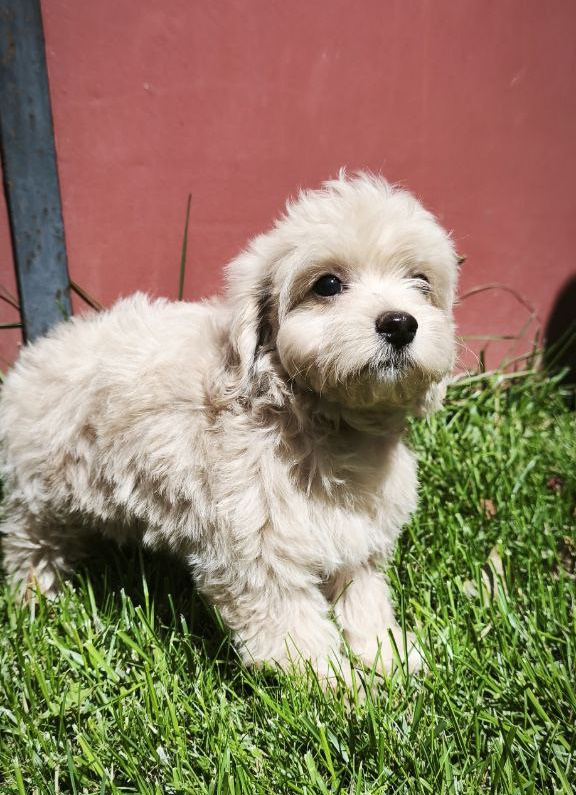 Tia Maltipoo