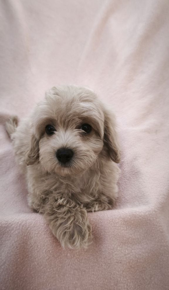 Tia Maltipoo