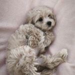Ricks Maltipoo