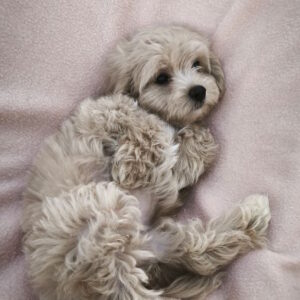 Tia Maltipoo
