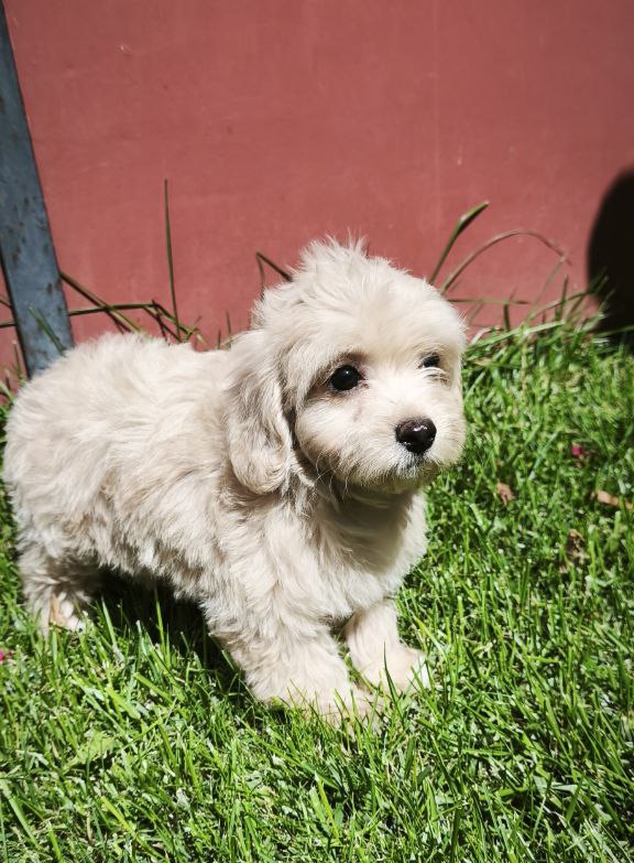 Tia Maltipoo
