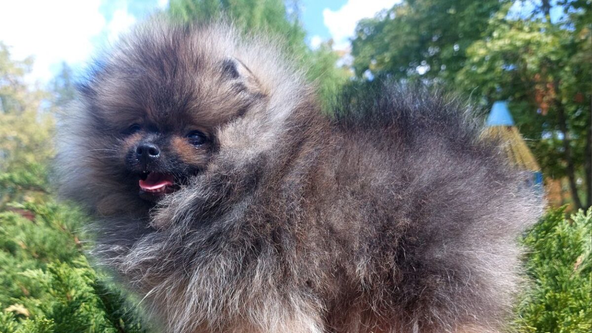 Fluffy Dog Large Pomeranian Type Dog Giant Pomeranian Looking Dog