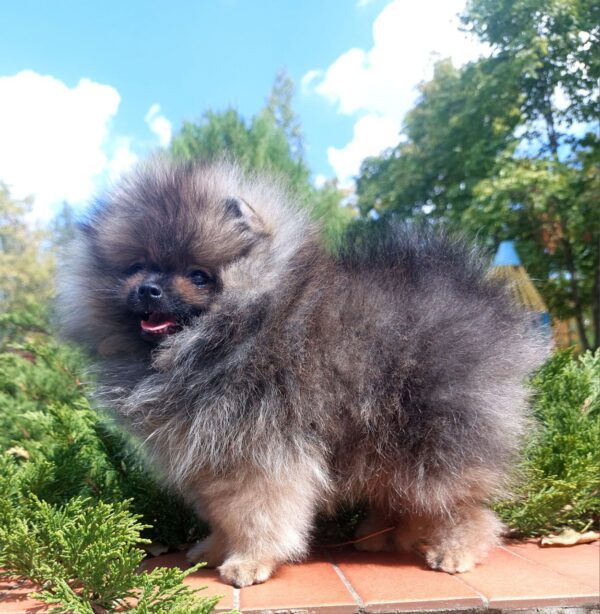 Tiaya Pomeranian