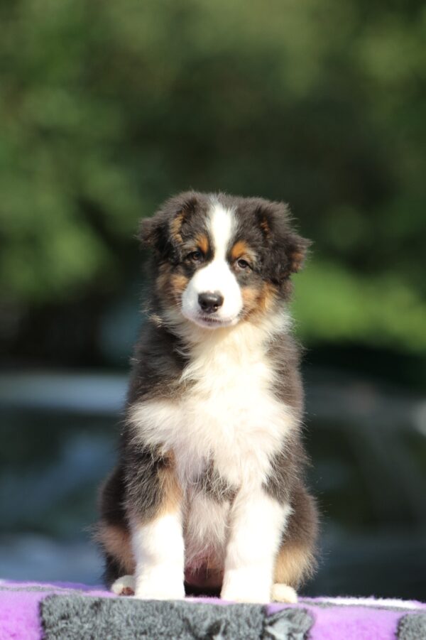 Timon Australian Shepherd