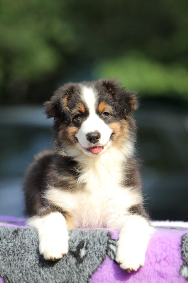 Timon Australian Shepherd