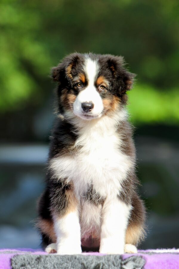 Timon Australian Shepherd