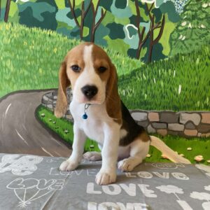 Todd Beagle