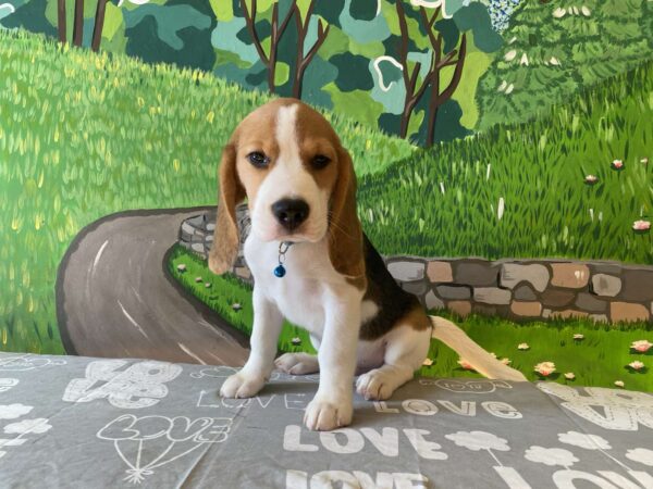 Todd Beagle
