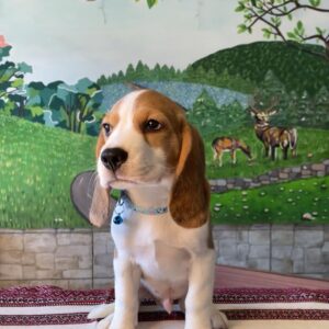 Todd Beagle