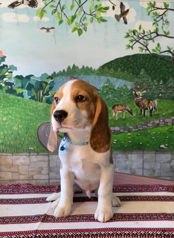 Todd Beagle