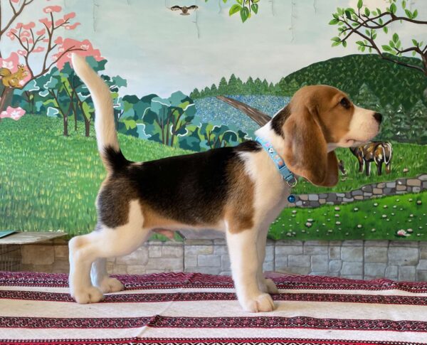 Todd Beagle