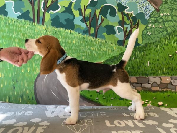 Todd Beagle