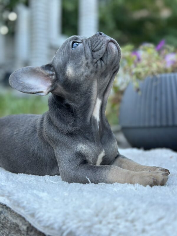 Topaz French Bulldog