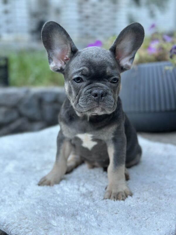 Topaz French Bulldog