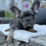 Vanilla French Bulldog