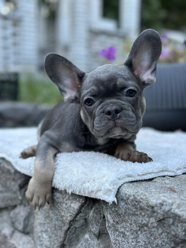 Topaz French Bulldog