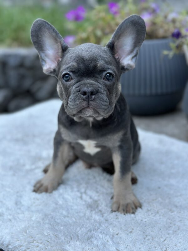 Topaz French Bulldog