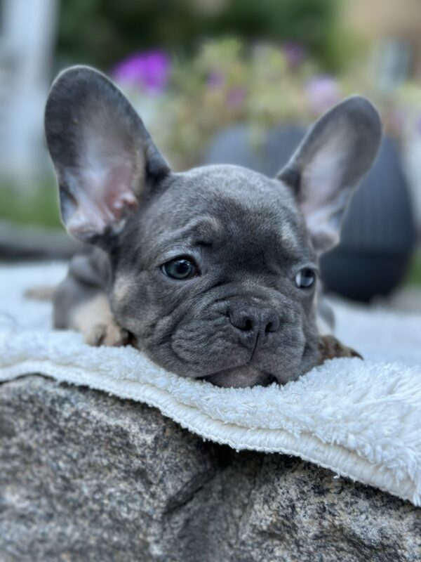 Topaz French Bulldog