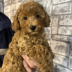 Trisha Miniature Poodle