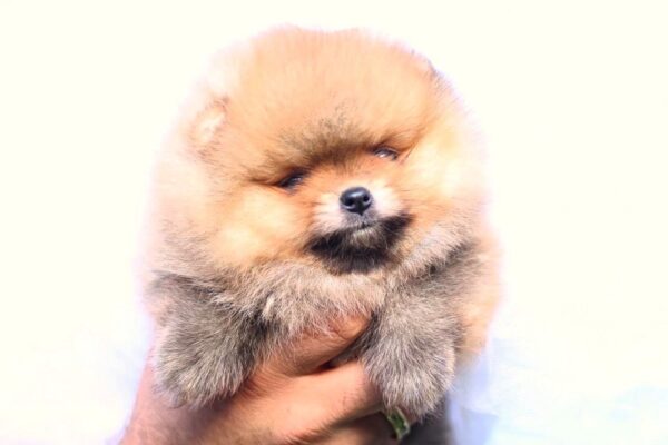 Trunny Pomeranian