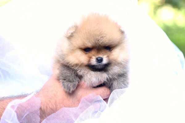 Trunny Pomeranian